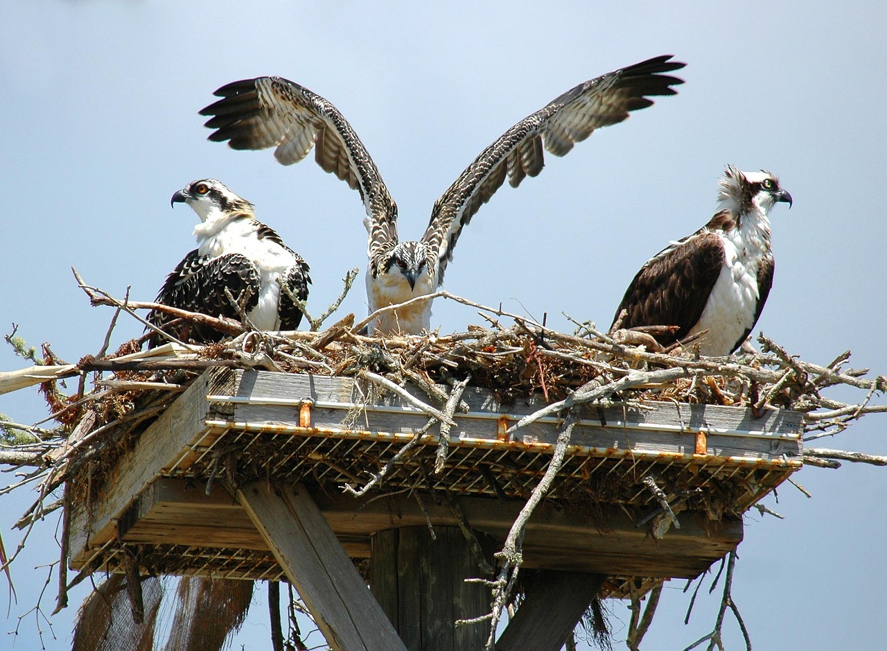 Live wildlife webcam streaming showing osprey nest with birds