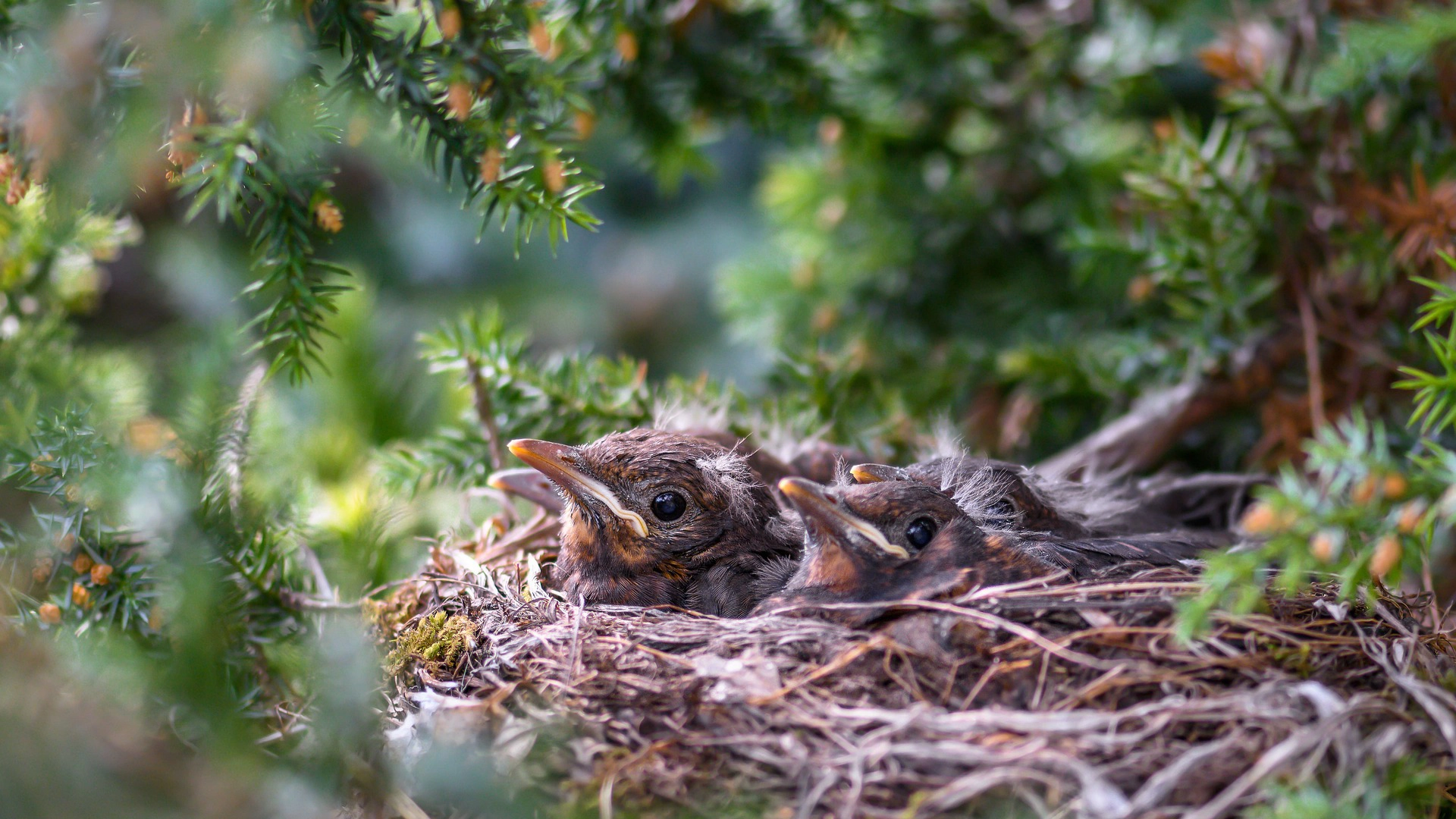 Pet Boarding and Wildlife webcam hosting system showing animals and nature